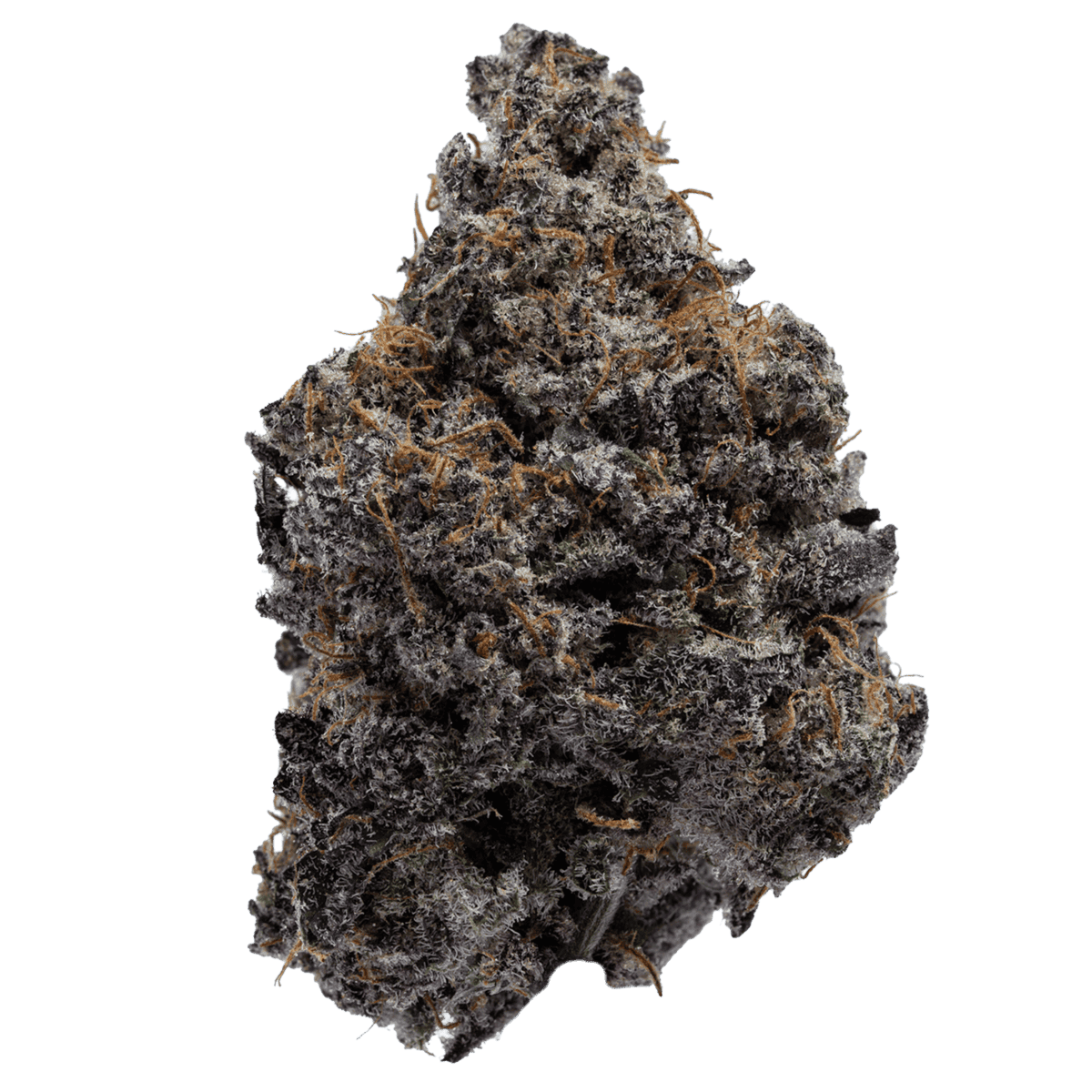 Close-up of Purple Churro cannabis flower featuring deep purple and olive green buds covered in frosty white trichomes and bright orange hairs. Purple Churro is a hybrid known for sweet cinnamon sugar, vanilla pastry aromas, and balanced relaxing effects.