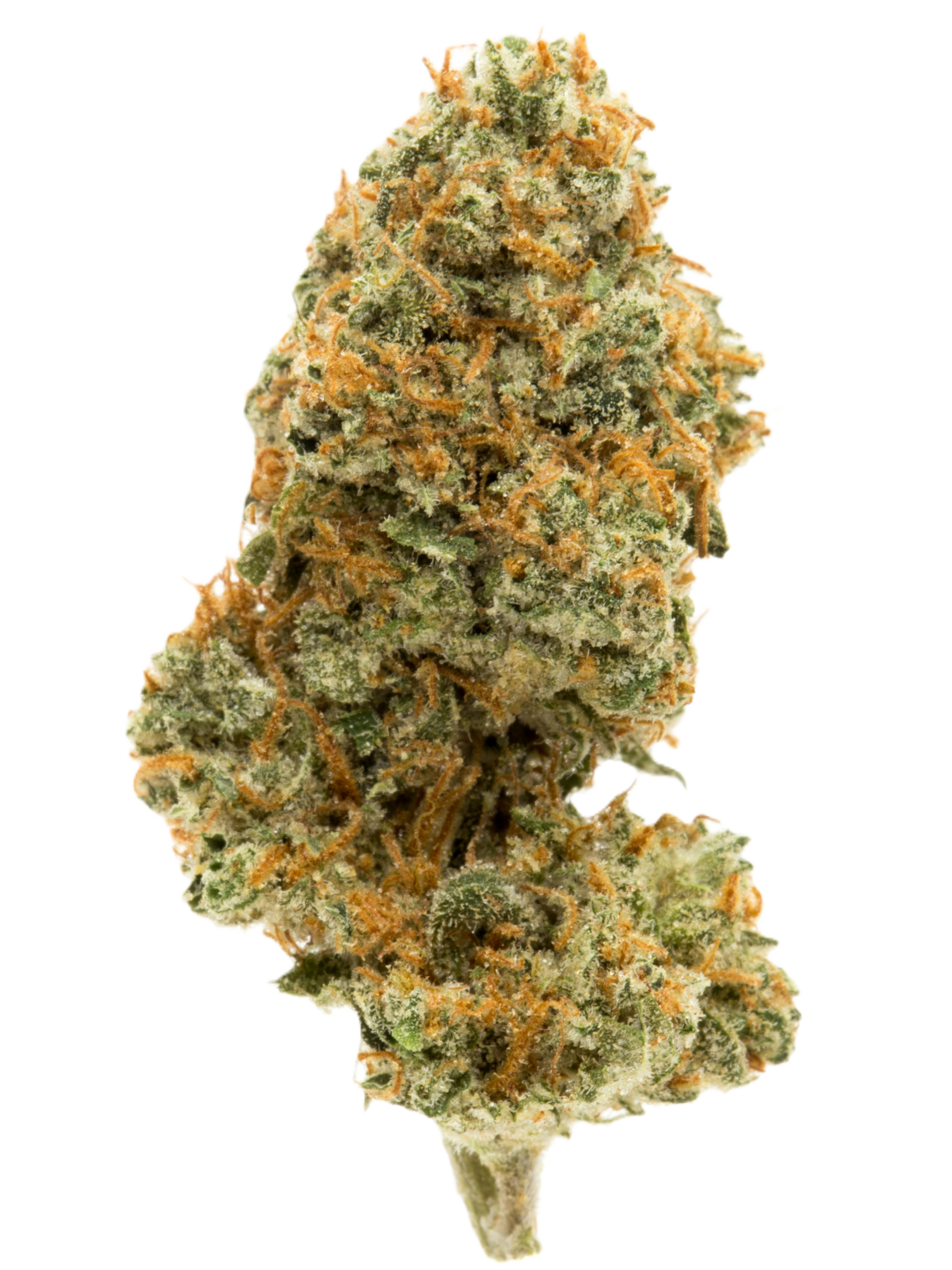 Ghost Train Haze organic cannabis flower with frosty green buds and orange hairs, a sativa known for sour citrus, floral, and earthy aromas.